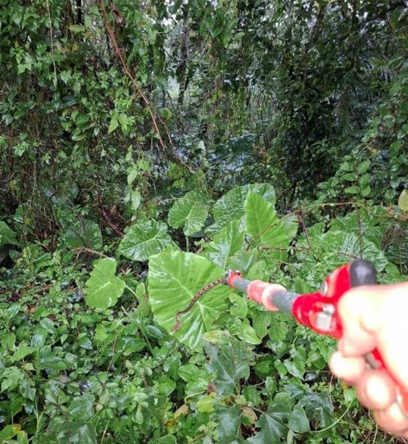 民眾勿自行捕捉或驅趕蛇類，應撥打專線或1999，將有專人處理。（圖／新北動保處提供）