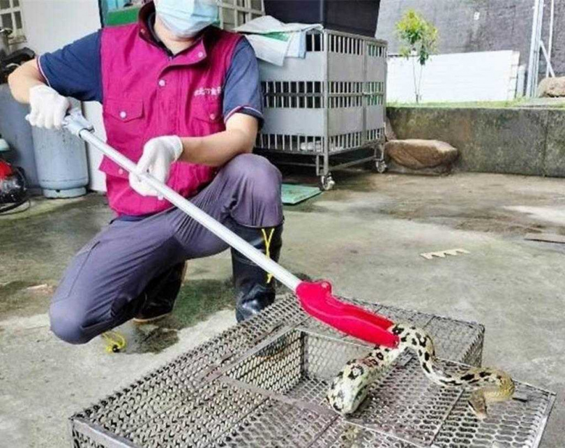 新北動保處表示，今年截至5月，處理捉蛇案件共1050件。（圖／新北動保處提供）