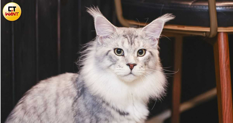 亞瑟是咪嚕貓生的第一個朋友。（圖／楊澍、侯世駿攝）