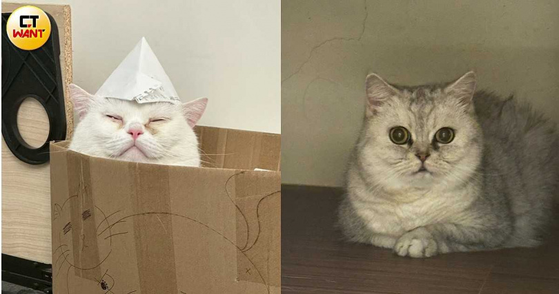 除了咪嚕，17還養了多比（左）跟悠咪。（圖／經紀人提供）