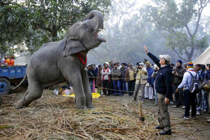 林務與野保人員組成圍捕小組，持續搜尋與追蹤該失控雄象行蹤。