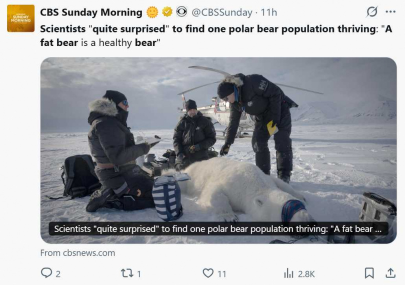 研究指出，斯瓦巴地區北極熊可能因轉向捕食海象與馴鹿等陸地獵物，維持良好健康狀況。（圖／翻攝自X，@CBSSunday）
