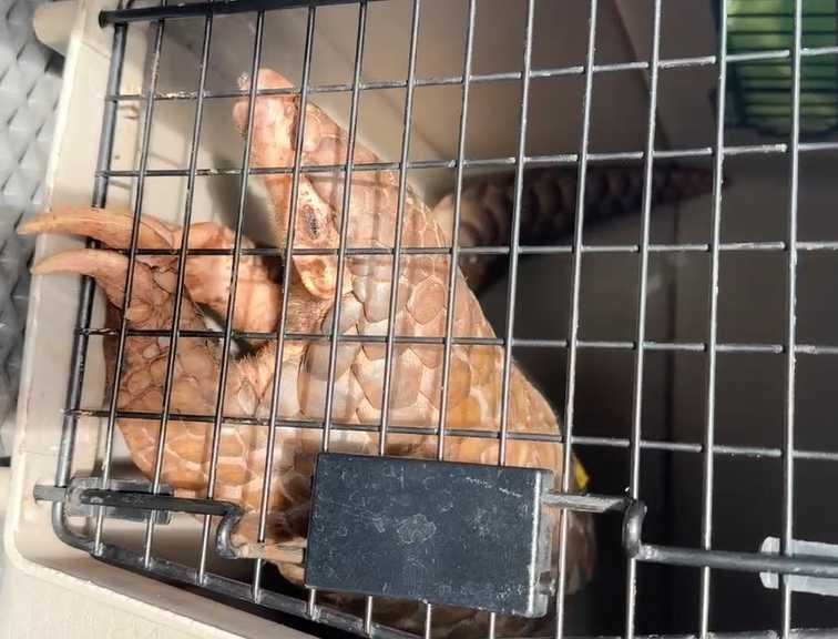 越籍移工不只吃狗，連穿山甲、石虎等保育類動物都是他們的狩獵目標，儼然是將台灣森林當成「自助餐」。（圖／劉志枰提供）