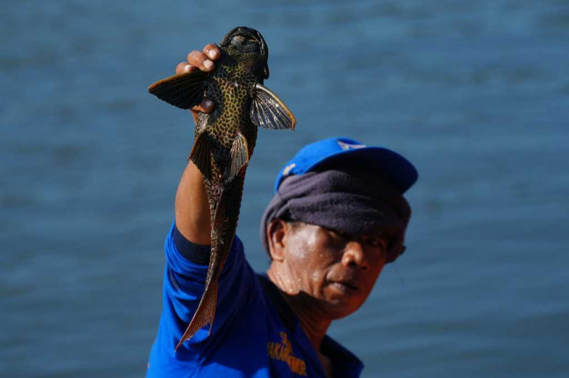 清道夫魚入侵失控 印尼大規模圍剿一週清除7噸。