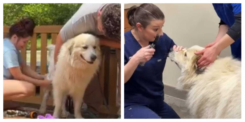 大白熊犬被帶回家後迅速融入新家庭，暖心互動畫面感動大批網友。（圖／翻攝自IG，emilywithanimals）