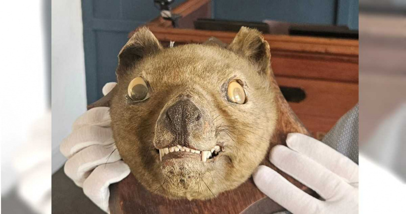 克蘭菲爾德發現標本具有8顆上門齒,與狐狸、狗等犬科動物不同,成為他識破袋狼身分的重要線索。