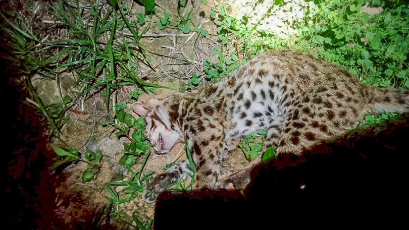 連保育類石虎也遭越南盜獵團捕獲宰殺。（圖／民眾提供）