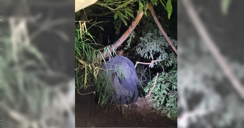 醫療團隊於晚間9點40分抵達黑熊受困地點並啟動救援。（圖／林業署提供／中國時報記者李京昇台中傳真）