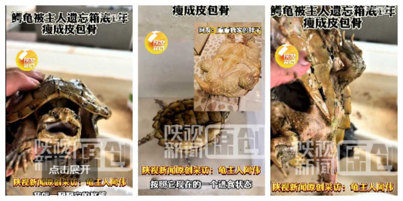 目前鱷龜正接受循序漸進的餵養與調理,狀態逐步改善。(圖/翻攝自微博, 陝視新聞 )