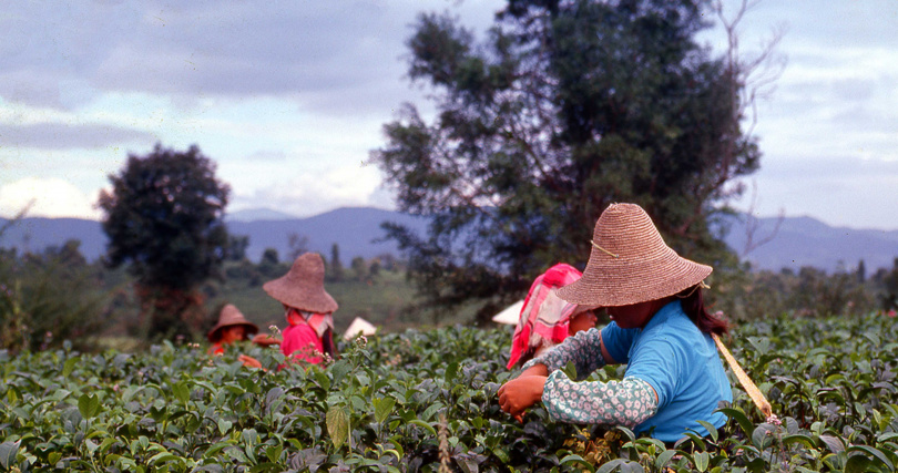 90年代國營勐海茶廠周邊茶園辛勤採茶的女性。（圖／吳德亮攝）