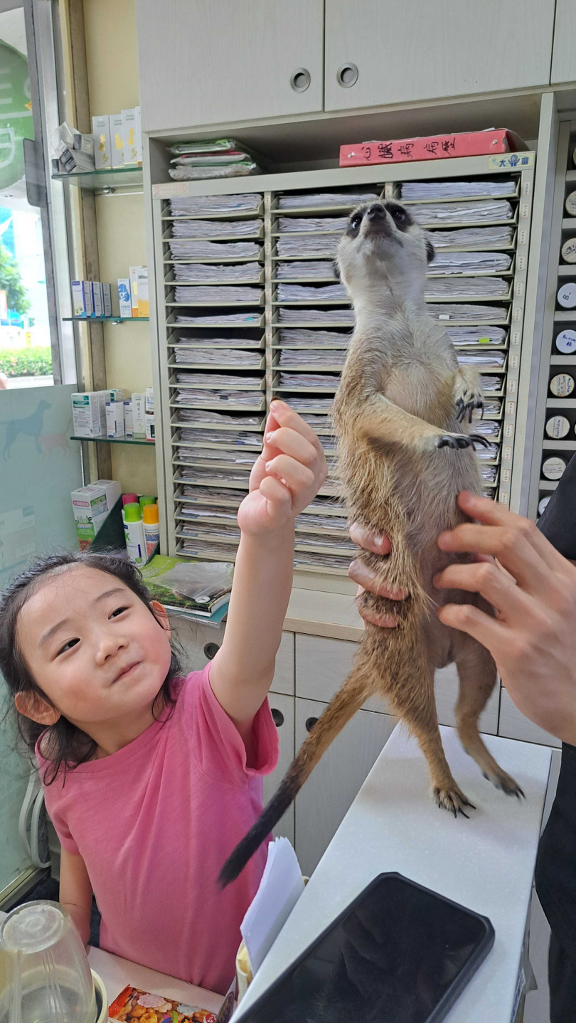 葉子綺在拍攝電影前,曾在獸醫主人的陪同下與狐獴餵食相處、培養感情。(圖/光年映畫提供)