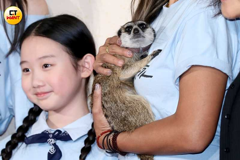 狐獴的表情無辜十分討喜。（圖／侯世駿攝）