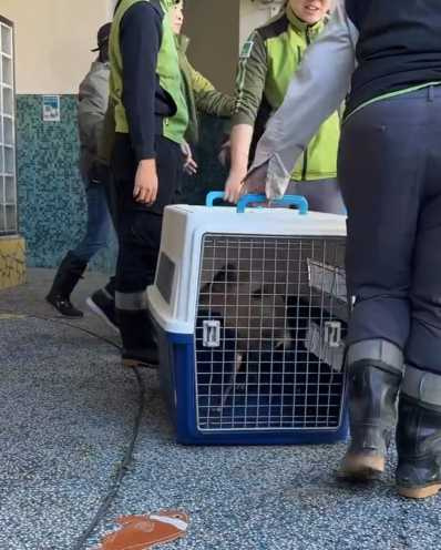 遊客目擊抓捕山羌。（圖／翻攝自Threads＠liao__zhen）