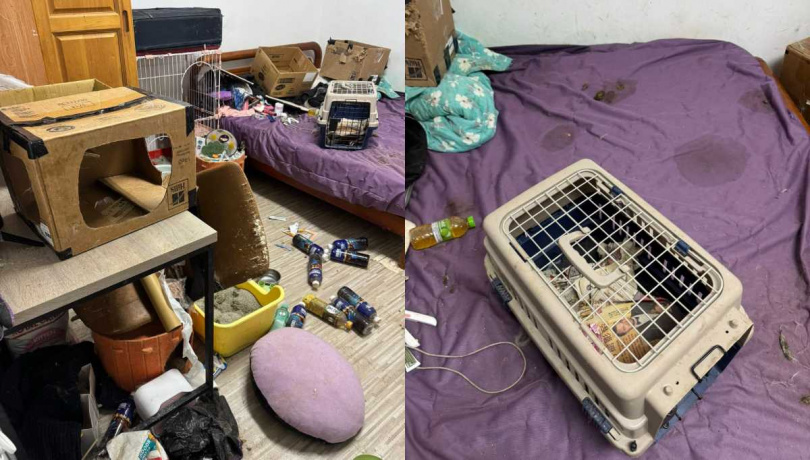 貓咪的生活環境髒亂。（圖／翻攝自臉書／社團法人新竹縣流浪動物珍愛協會）