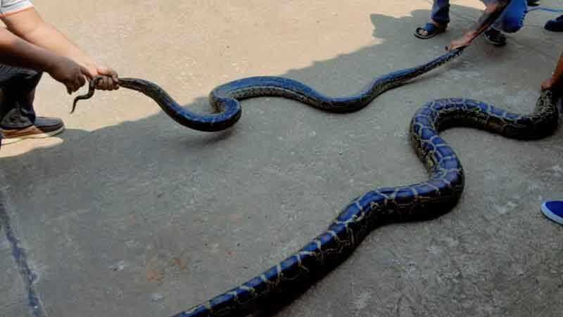 泰國村民發現有8條巨蟒纏繞在一起。(圖/翻攝自khaosod)