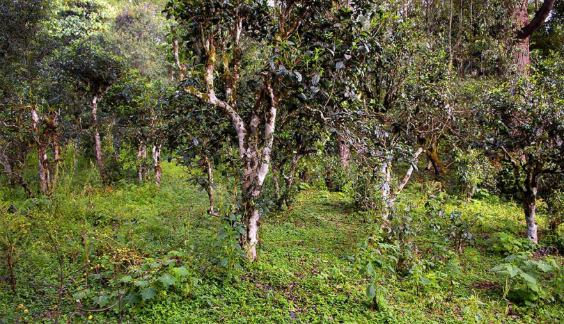 景邁萬畝古茶園號稱「世界古茶園之最」。（圖／吳德亮攝）
