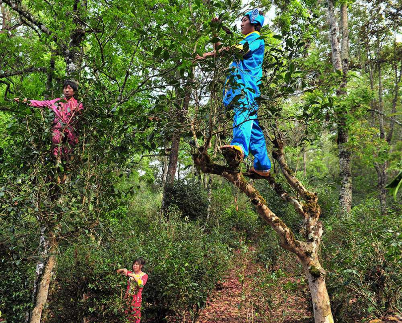 布朗族青年在高大的千年古茶樹上採茶。（圖／吳德亮攝）