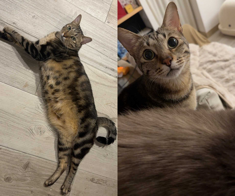 愛撒嬌的哥哥常露出「珍珠奶茶肚」。（圖／造星文創娛樂有限公司提供）