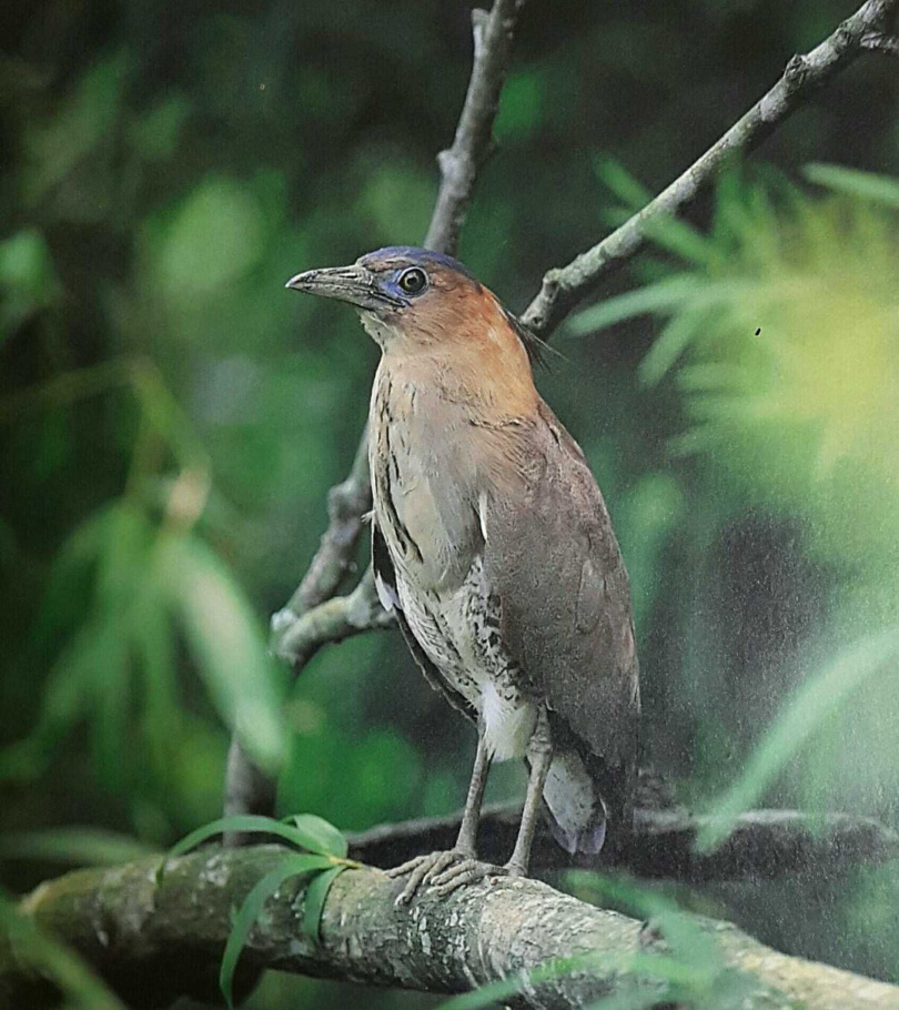 搶救黑冠麻鷺(圖)行動意外促成了一名「台派」支持者對威權時期的蔣家深入認識。(圖/翻攝自林啟生臉書)