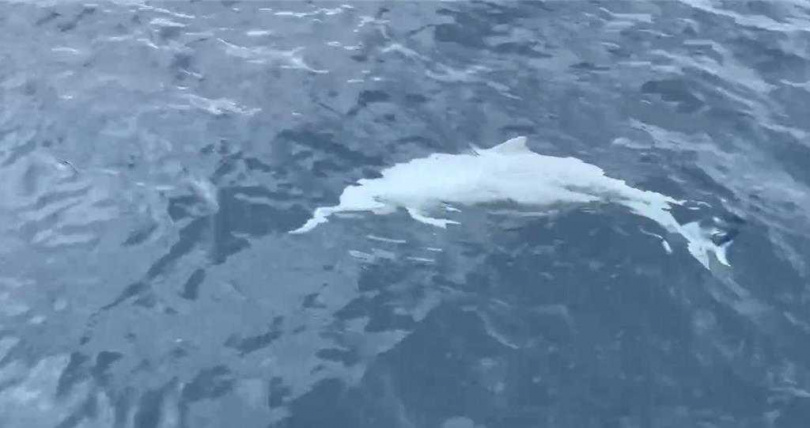 宜蘭縣凱鯨號賞鯨船27日在臉書貼文表示,早上在頭城烏石港遇見珍貴的白子化飛旋海豚。(圖/業者提供)