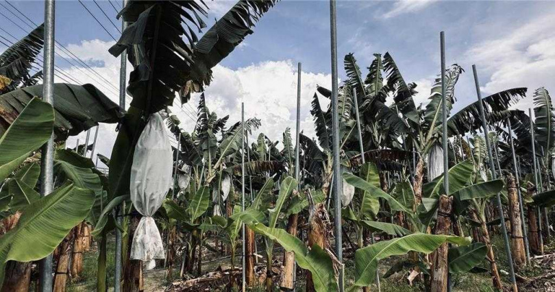 蕉園遍佈旗山、美濃地區，高溫加快成熟，恐釀供過於求。（圖／報系資料照）