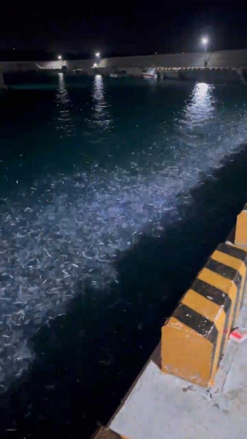 13日凌晨，馬公烏崁碼頭下方成群的青鱗魚跳出海面，綿延成帶狀。（圖／呂姓釣客提供／許逸民澎湖傳真）