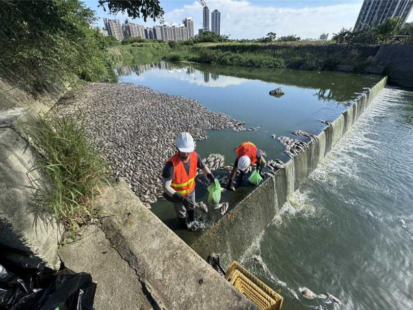桃園市中壢區洽溪三聖宮前河段,民眾於今日發現有大量死魚,初估有上萬尾現場飄發惡臭。(圖/桃市水務局提供)