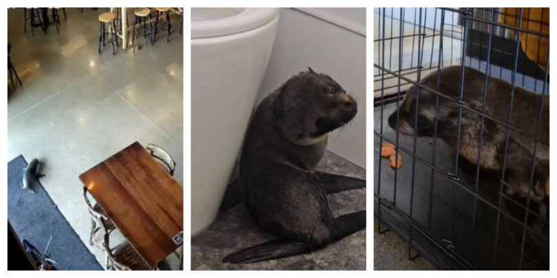 店員以鮭魚成功引誘小海豹進入狗籠，等待巡護員到場處理。（圖／翻攝自臉書，Sprig + Fern The Meadows）