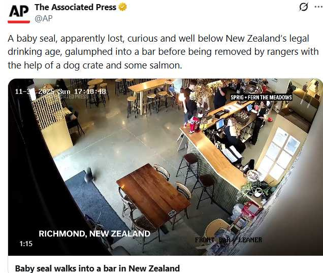 保育人員將迷路小海豹送往兔子島野放，確保牠回歸安全棲地。（圖／翻攝自X，@AP）