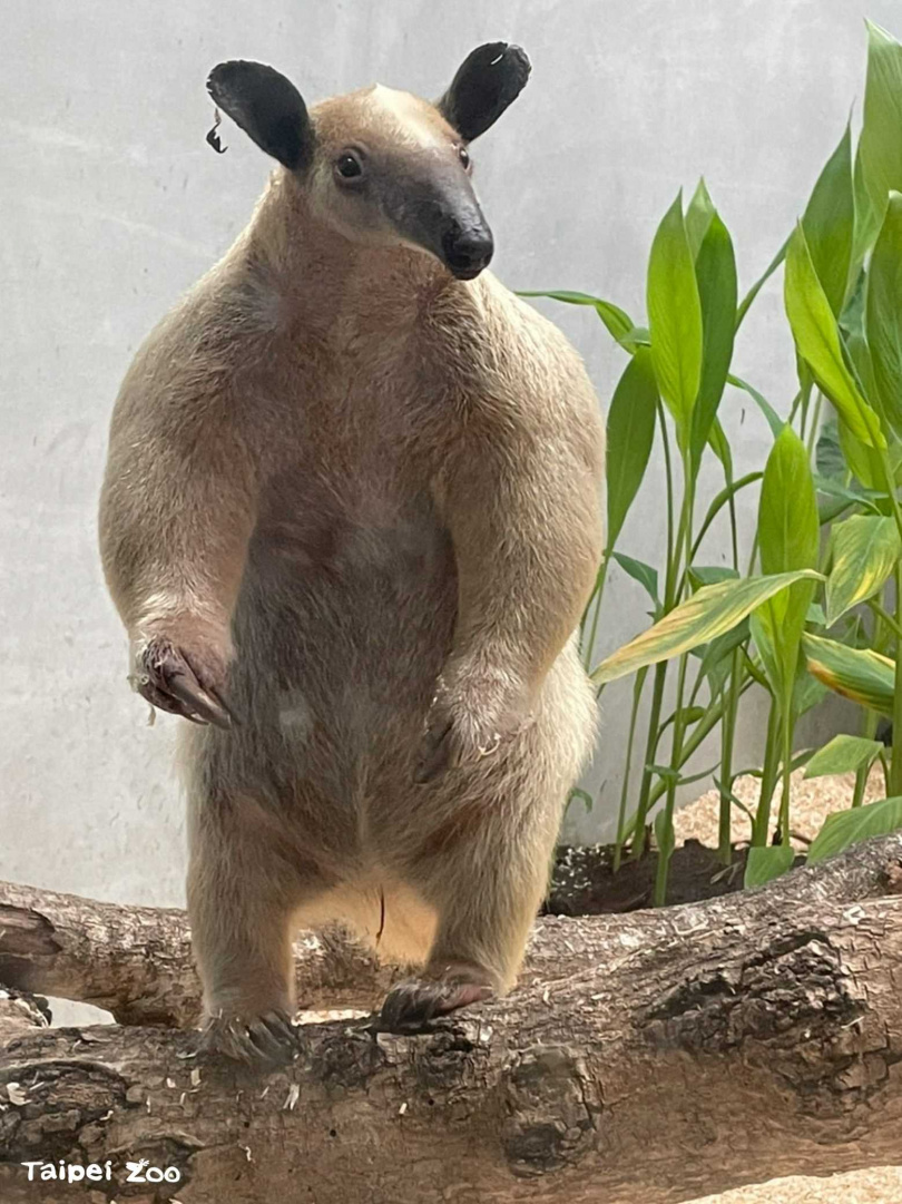 小食蟻獸「黑妞」不假外出,園方籲請協尋。(圖/台北市立動物園)
