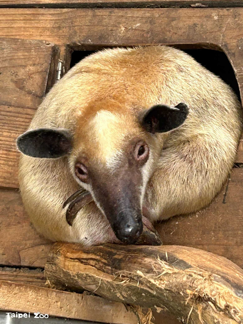 小食蟻獸「黑妞」不假外出,園方籲請協尋。(圖/台北市立動物園)
