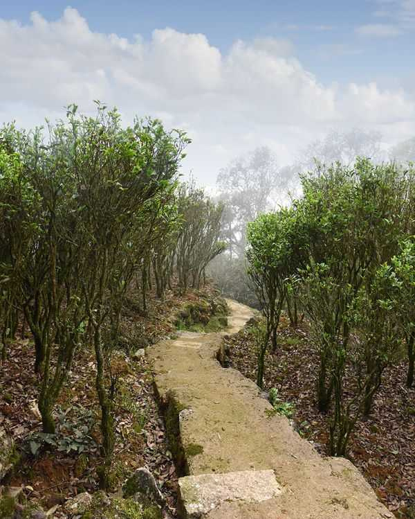 廣東省潮洲市鳳凰山嵨崠村的單欉茶園。(圖/林貞標提供)