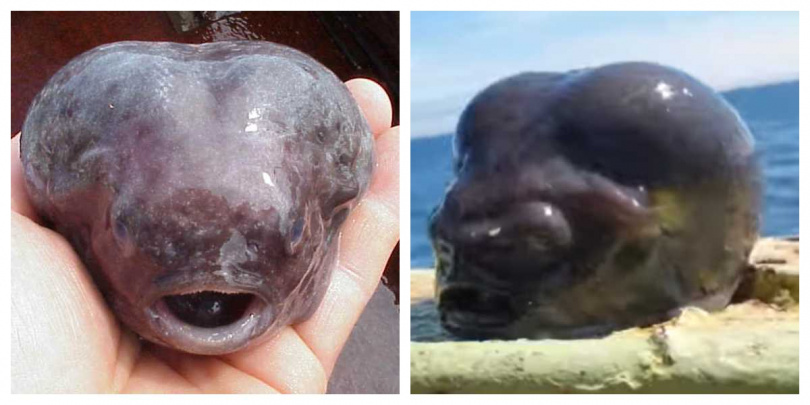 這條宛如外星生物的生物應該是白令海圓腹魚 。(圖/翻攝自 NOAA's Alaska Fisheries Science Center 、IG)