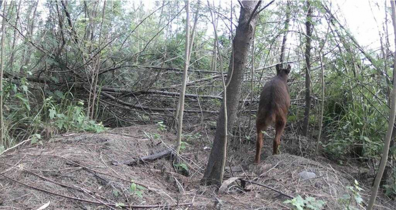 台灣野山羊從淺山下移至近海岸的林地周邊活動。（圖／林業保育署台東分署提供／ 中國時報蔡旻妤台東傳真）