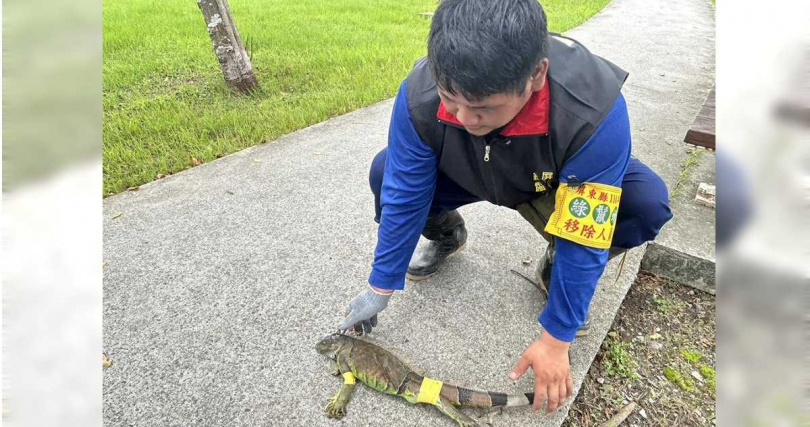 近期適逢紅豆栽種期，屏東縣政府從20日起展開為期1個月的「護豆專案」，委外廠商加強巡捕綠鬣蜥。（圖／中國時報記者謝佳潾攝）