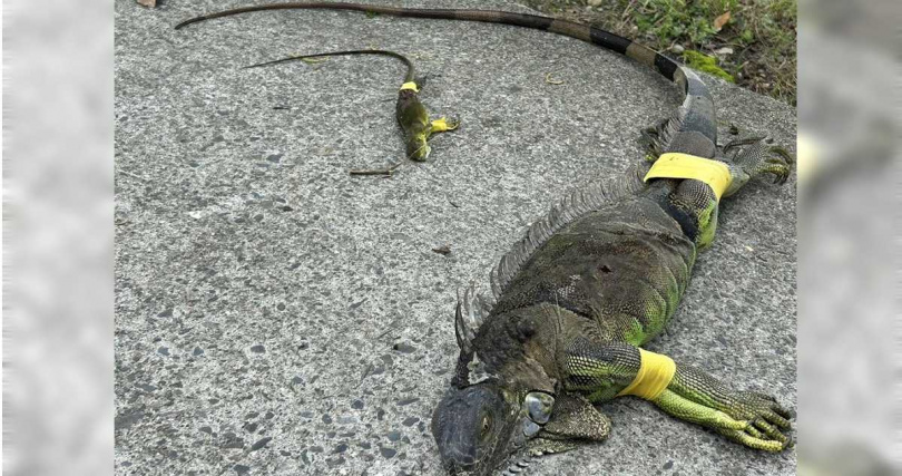 近期適逢紅豆栽種期，屏東縣政府從20日起展開為期1個月的「護豆專案」，委外廠商加強巡捕綠鬣蜥。（圖／中國時報記者謝佳潾攝）