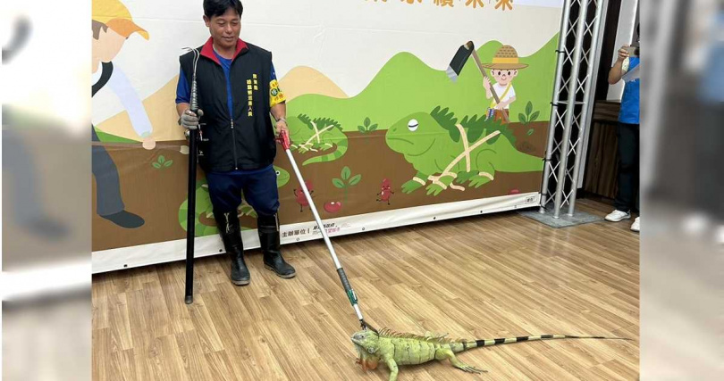 近期適逢紅豆栽種期，屏東縣政府從20日起展開為期1個月的「護豆專案」，委外廠商加強巡捕綠鬣蜥。（圖／中國時報記者謝佳潾攝）