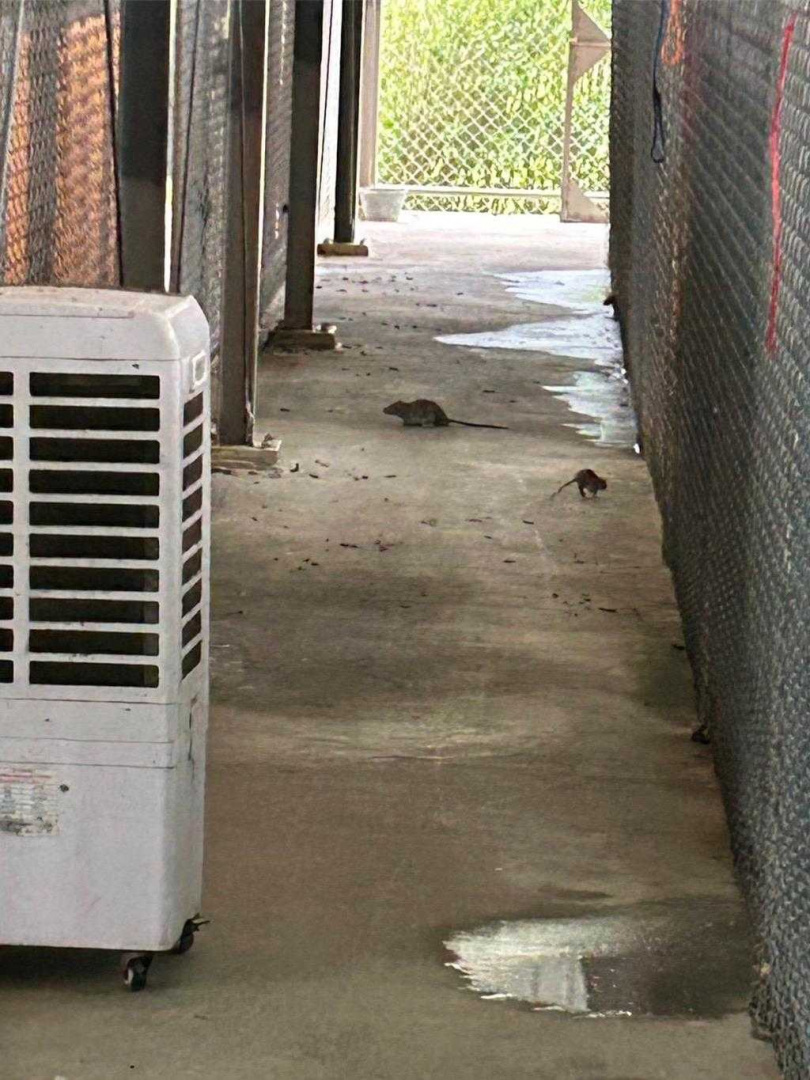 陳宥丞指出,內湖動物各犬舍鼠患肆虐,甚至在遛狗區出現被狗咬死的老鼠屍體。(圖/台北市議員陳宥丞提供)