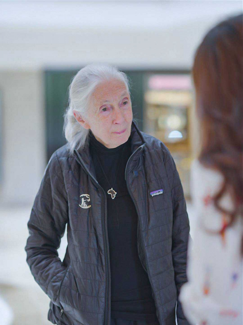 「黑猩猩之母」美譽的國際保育界傳奇人物珍古德博士,於美西時間10月1日辭世,享耆壽91歲。(圖/三立提供)