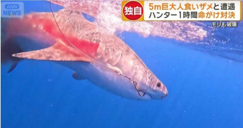 獵鯊行動畫面首曝光　鯊魚在水面怒掙數度差點脫逃。（圖／翻攝自ANN News）