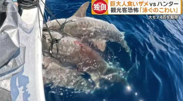 獵鯊行動畫面首曝光　鯊魚在水面怒掙數度差點脫逃。（圖／翻攝自ANN News）