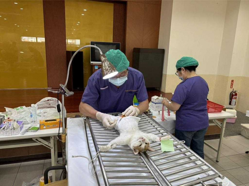 高雄市動保處掌握尚有2萬8914隻寵物貓尚未施打晶片,動保處陸續到偏鄉舉辦犬貓聯合活動,公費補助居民帶貓狗打晶片、疫苗等,鼓勵民眾盡快完成登記。(圖/高雄市動保處提供)