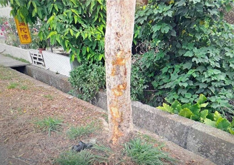 路樹留下被機車撞擊痕跡。(圖/警方提供)