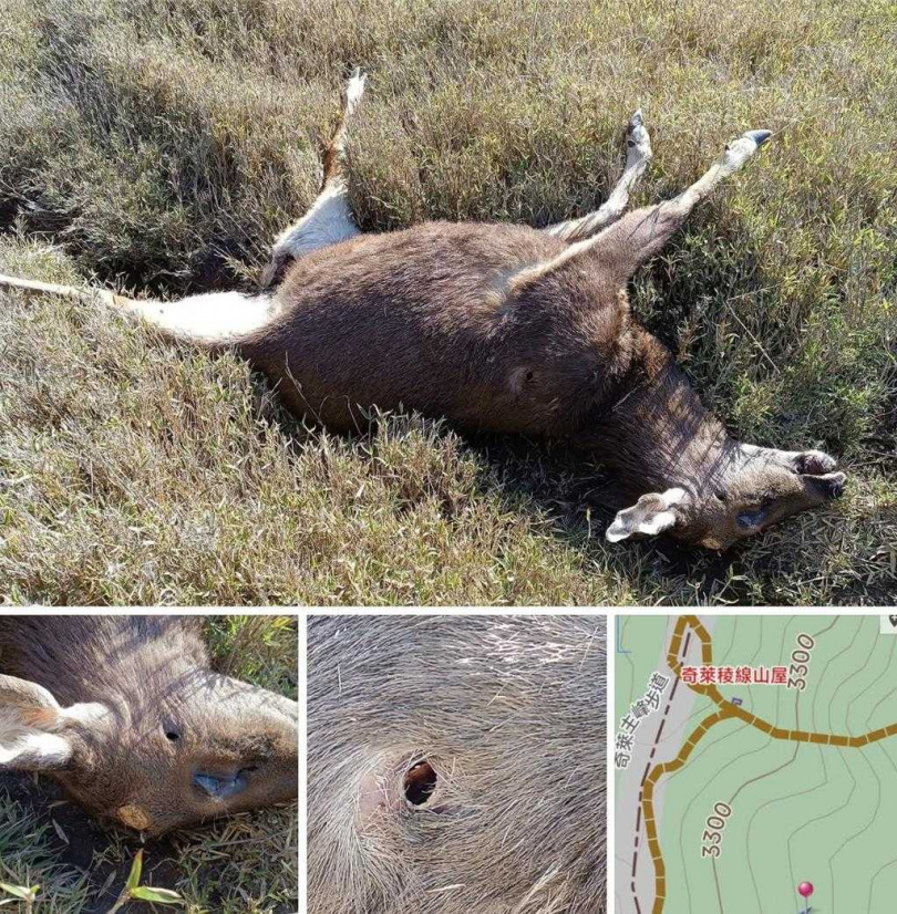 近日有網友在臉書登山社團發文指出,於奇萊稜線山屋東南方約500公尺處發現一隻雄性水鹿屍體,身上有彈孔,鹿茸被切、取走。(圖/取自靠北登山大小事臉書)