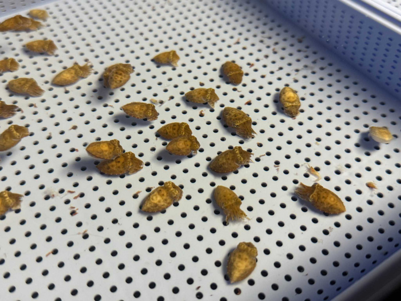 清華大學表示，焦傳金教授帶領的烏賊實驗室，在國際上有重要的學術地位。（圖／翻攝自臉書／國立清華大學National Tsing Hua University）