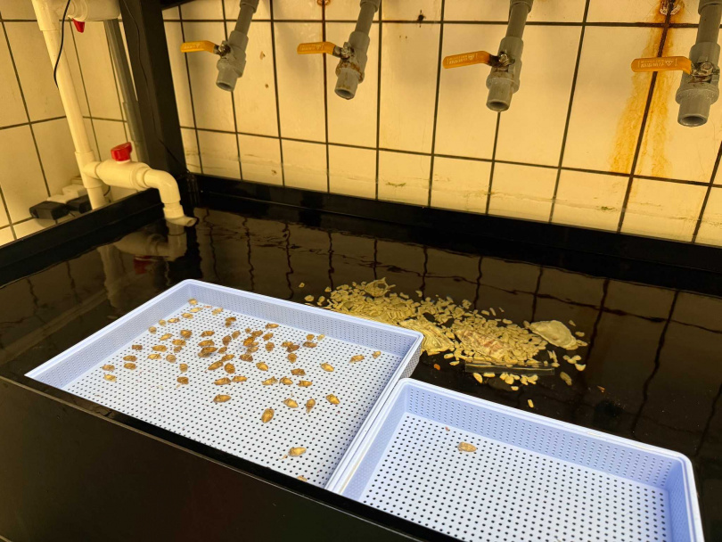 清華大學表示，焦傳金教授帶領的烏賊實驗室，在國際上有重要的學術地位。（圖／翻攝自臉書／國立清華大學National Tsing Hua University）