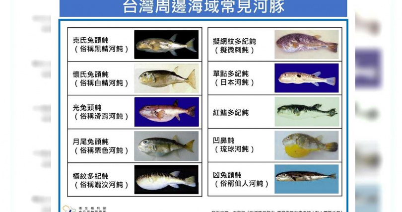 台灣周邊海域常見河豚。（圖／食藥署提供）