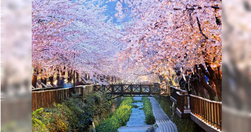 業者表示,錯峰旅遊不僅能避開人潮,且團費與連假有明顯價差,圖為釜山余佐川櫻花道。(圖/旅天下提供)