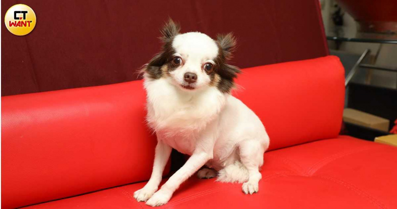 鮑正芳的愛犬mojo個性乖巧,從不讓她費心,只有當初帶回來時因為濕疹擦藥擦了兩個月才好。(圖/侯世駿攝)