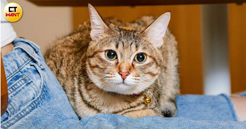 奇異果原本是路上的小貓咪，被劉凱杰與室友帶回家。（圖／趙文彬攝）